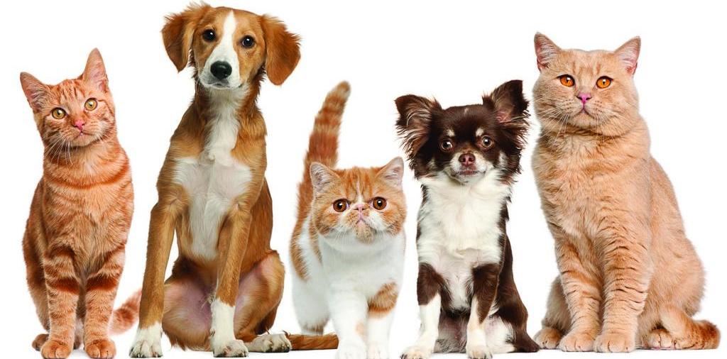 Доска объявлений о животных | ЗооТом - продажа, вязка и услуги для животных в Талице