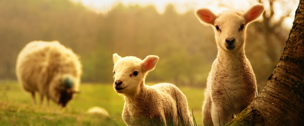 Объявления о сельскохозяйственных животных | ЗооТом - продажа, вязка и услуги для животных в Талице