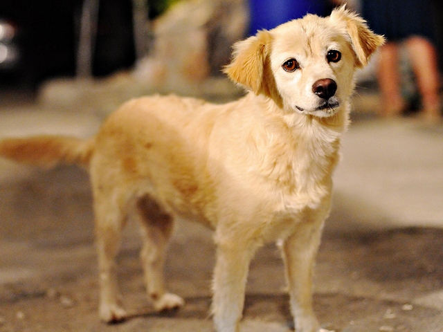 Породы собак в Талице | ЗооТом портал о животных