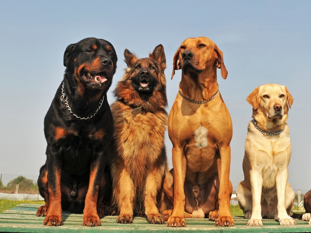 Крупные породы собак в Талице | ЗооТом портал о животных